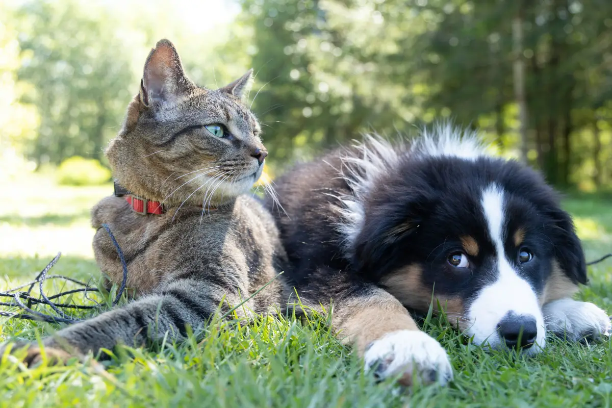 Smart Pet Collar Tech
