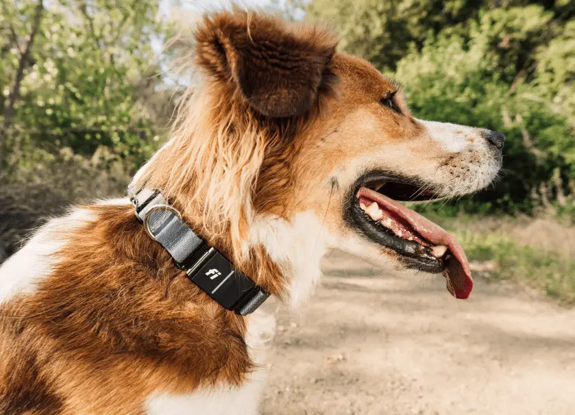 Fi Series 3 stainless steel GPS dog collar module close-up, showing premium metal housing and LED indicator