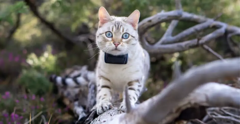 smart cat tracker curved PCB design for feline ergonomics