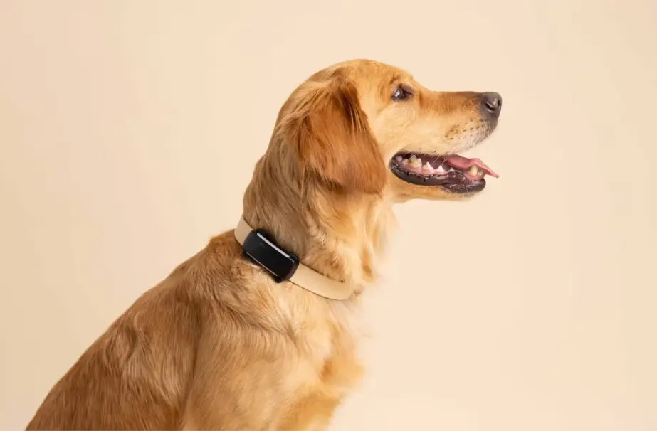 Tractive GPS dog tracker worn on collar, outdoor hiking scene with happy dog